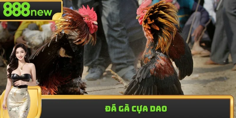 Đá Gà Cựa Dao Chọn Giống Nào? Sư Kê Chia Sẻ Kinh Nghiệm