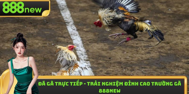 Đá Gà Trực Tiếp - Trải Nghiệm Đỉnh Cao Trường Gà 888NEW
